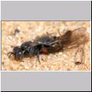 Oxybelus bipunctatus - Fliegenspiesswespe w03 6mm Sandgrube Niedringhaussee.jpg